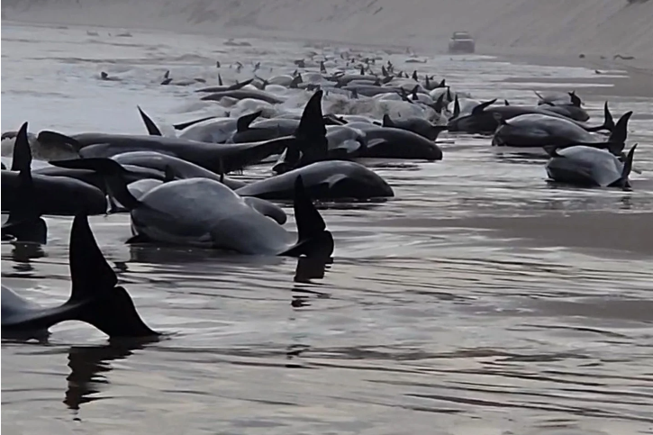 大规模搁浅！超过200头鲸鱼在塔斯马尼亚的海滩上死亡