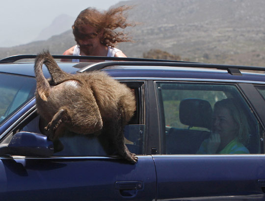 组图：南非数百只狒狒入游客车辆抢劫